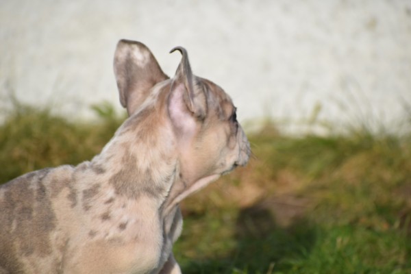 Bouldogue Francais (reu) 30853