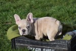 Bouldogue Francais (teef) 30859