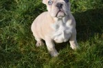 Bouldogue Francais (teef) 30859