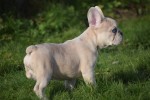 Bouldogue Francais (teef) 30859