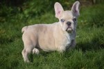 Bouldogue Francais (teef) 30859