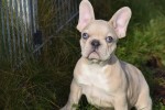 Bouldogue Francais (teef) 30859