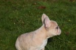 Bouldogue Francais (teef) 30859