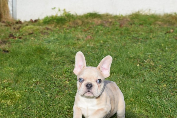 Bouldogue Francais (teef) 30859