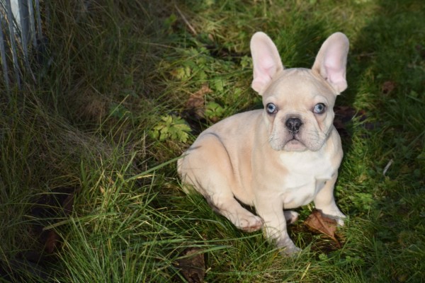 Bouldogue Francais (teef) 30859