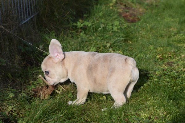 Bouldogue Francais (teef) 30859