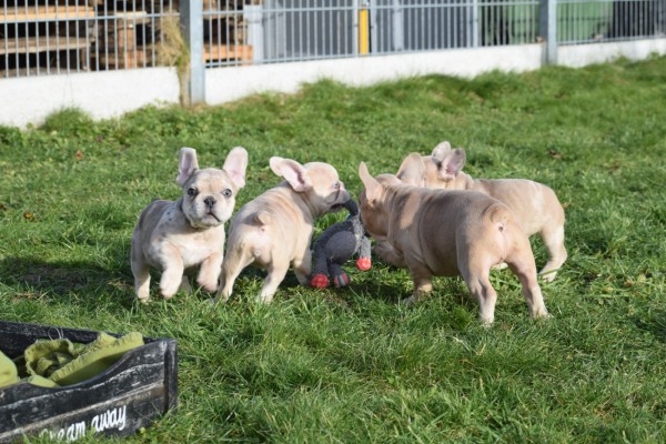 Bouldogue Francais (reu) 30853