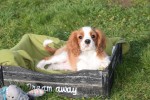 Cavalier King Charles Spaniel (reu) 27750