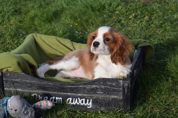 Cavalier King Charles Spaniel (reu) 27750