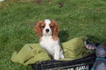 Cavalier King Charles Spaniel (reu) 27750