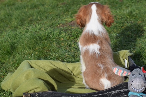Cavalier King Charles Spaniel (reu) 27750
