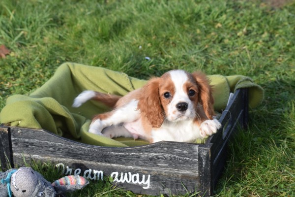 Cavalier King Charles Spaniel (reu) 27750