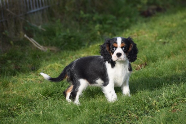 Cavalier King Charles Spaniel (teef) 27749
