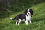 Cavalier King Charles Spaniel (teef) 27749