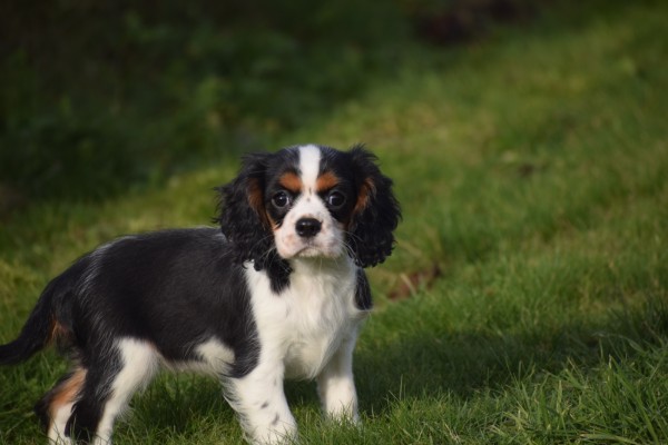 Cavalier King Charles Spaniel (teef) 27749