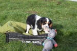 Cavalier King Charles Spaniel (teef) 27749