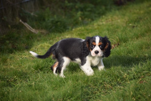 Cavalier King Charles Spaniel (teef) 27749