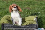 Cavalier King Charles Spaniel (teef) 76644
