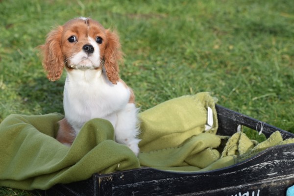 Cavalier King Charles Spaniel (teef) 76644