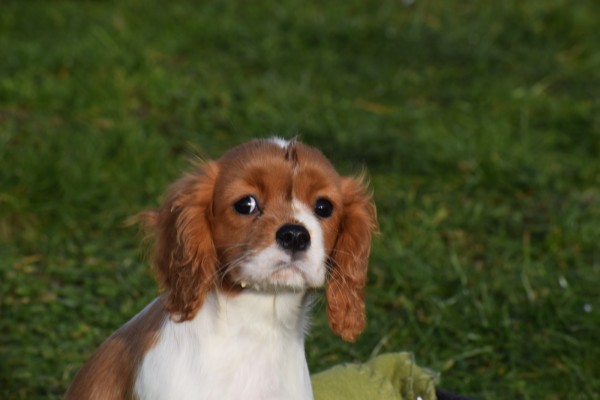 Cavalier King Charles Spaniel (teef) 76644