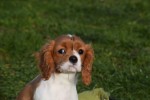 Cavalier King Charles Spaniel (teef) 76644