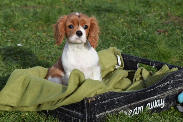 Cavalier King Charles Spaniel (teef) 76644