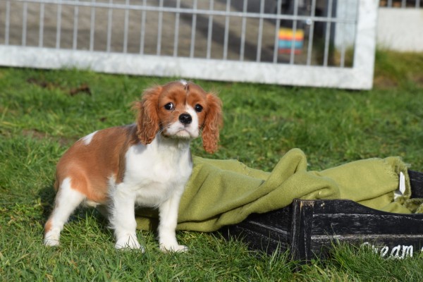 Cavalier King Charles Spaniel (teef) 76644