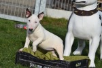 Bull Terrier (teef) 49295