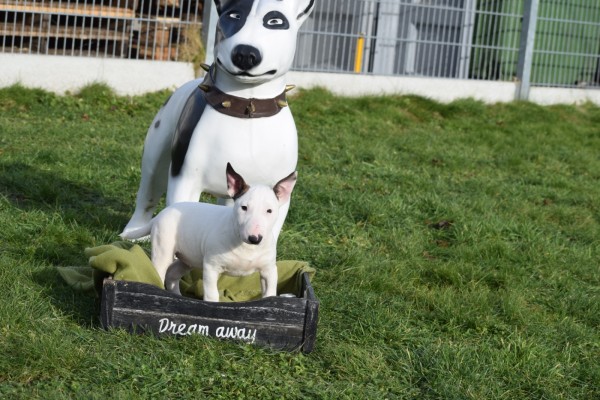 Bull Terrier (teef) 49295