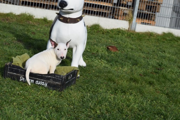 Bull Terrier (teef) 49295