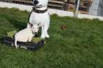Bull Terrier (teef) 49295
