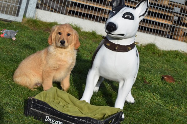 Retriever Golden (reu) 30845