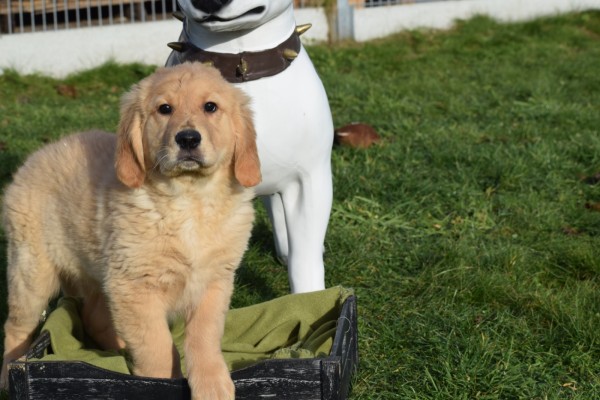 Retriever Golden (reu) 30845