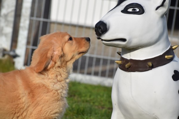 Retriever Golden (reu) 30845