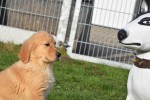 Retriever Golden (reu) 30845