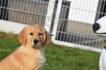 Retriever Golden (reu) 30845