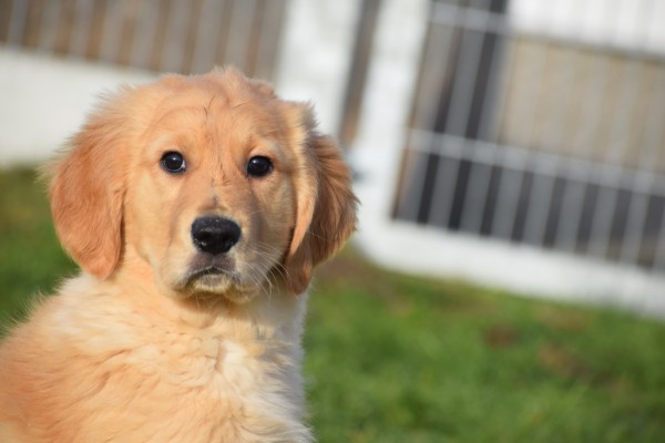 Retriever Golden (reu) 30845