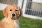 Retriever Golden (reu) 30845
