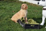 Retriever Golden (reu) 30845