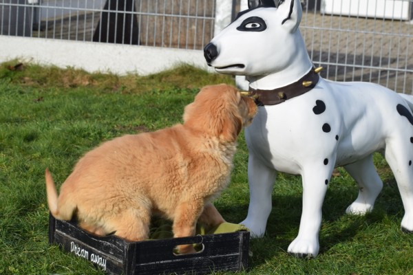 Retriever Golden (reu) 30845