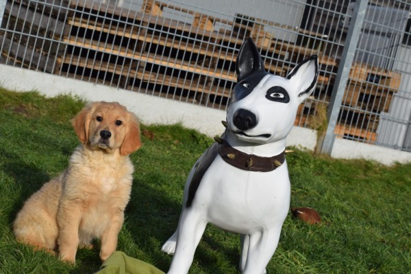 Retriever Golden (reu) 30845