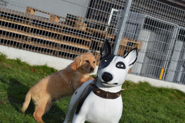 Retriever Golden (reu) 30845