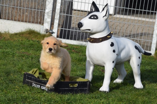 Retriever Golden (teef) 30860