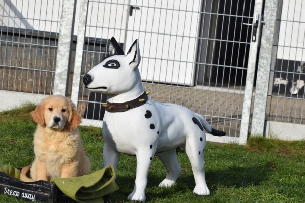 Retriever Golden (reu) 30844