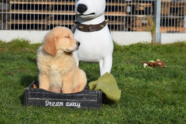 Retriever Golden (reu) 30844