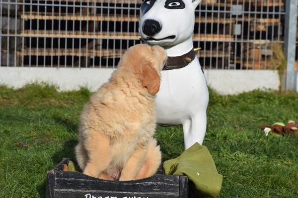 Retriever Golden (reu) 30844