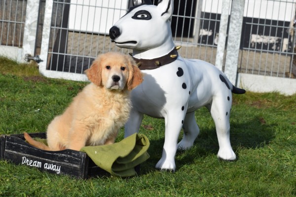 Retriever Golden (reu) 30844