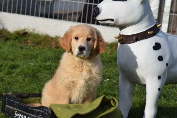 Retriever Golden (reu) 30844