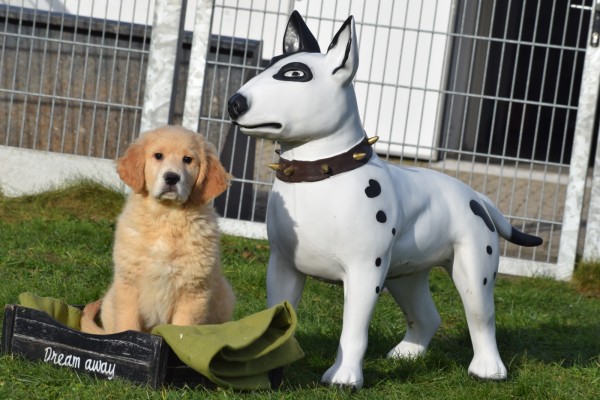 Retriever Golden (reu) 30844