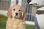 Retriever Golden (reu) 30844